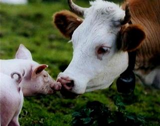 Особенности свиноводства и молочного животноводства