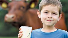 Почему коровье молоко иногда отдает горечью?
