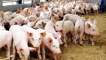 Самостоятельное выращивание свиней: есть ли выгода?