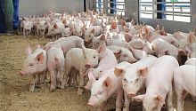 Современные технологии по выращиванию свиней